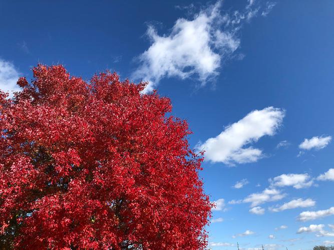 Fall leaves