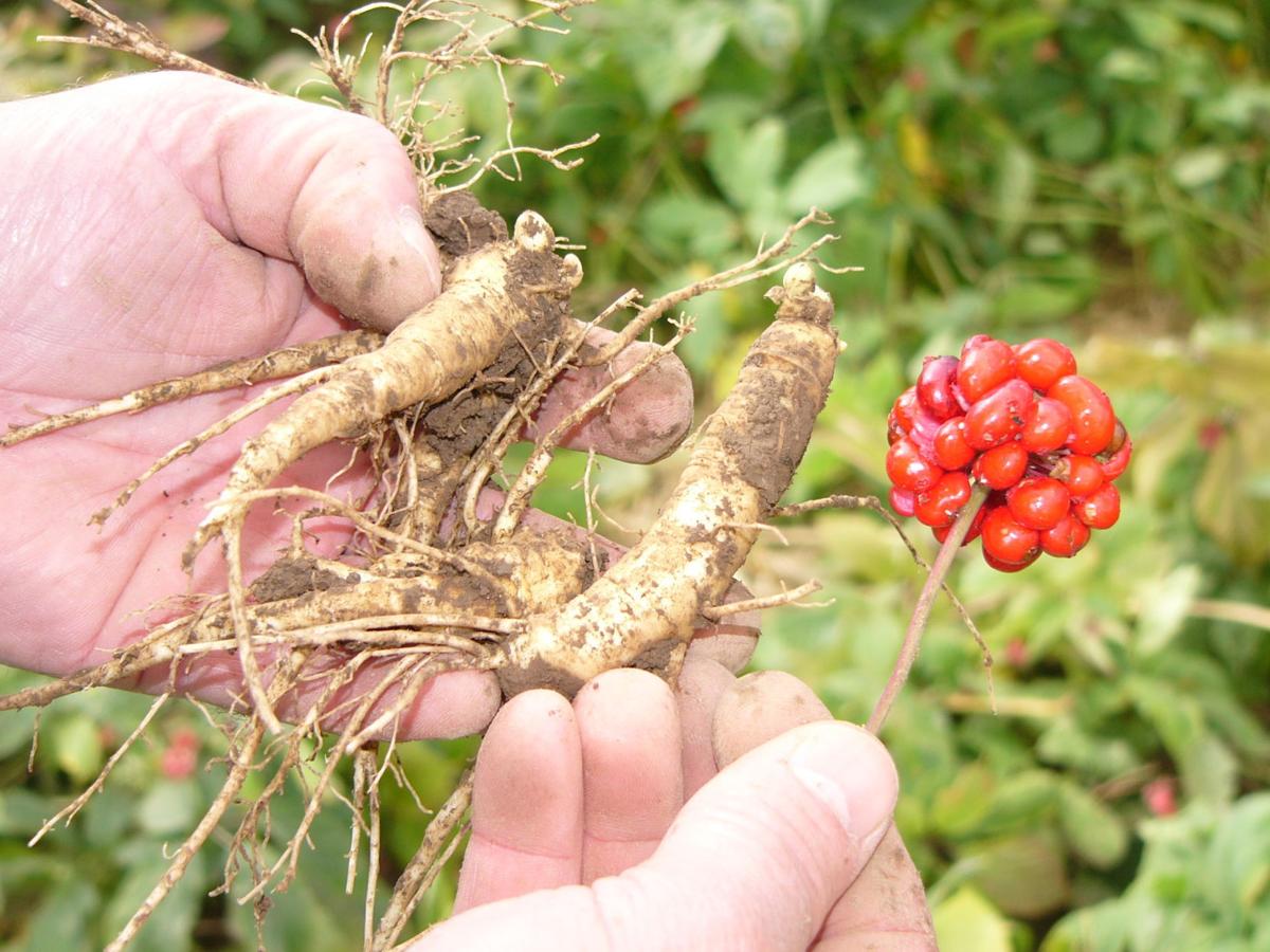 Grower Says Chinese Prize Wisconsin Ginseng Crops Agupdate Com