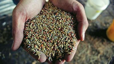 Cover crop seed in hands
