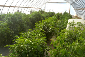Vegetables in high tunnel