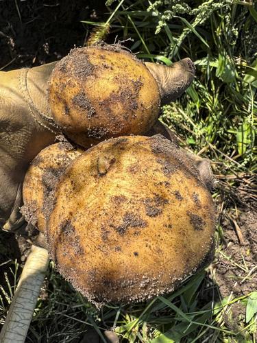 Potatoes