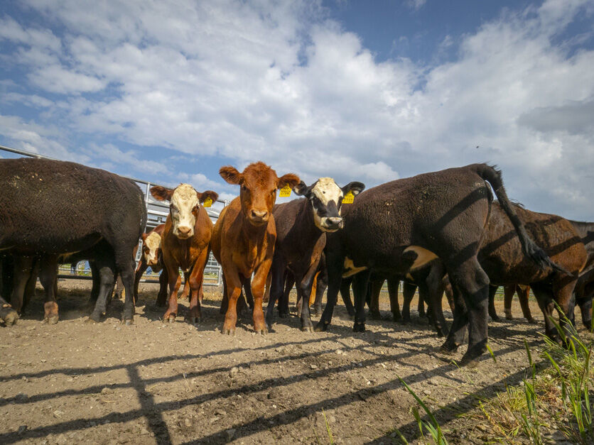Cattle hay, grain prices predicted to drop in 2024