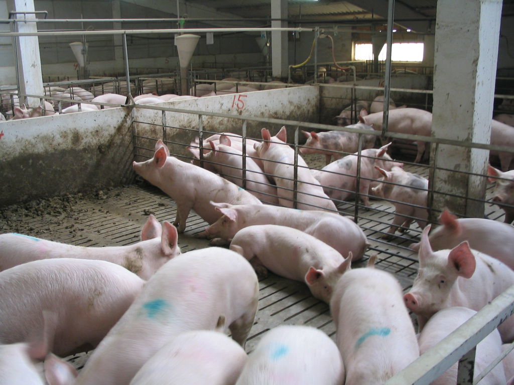 Pig abattoir closes – no CO2 | Livestock | agupdate.com