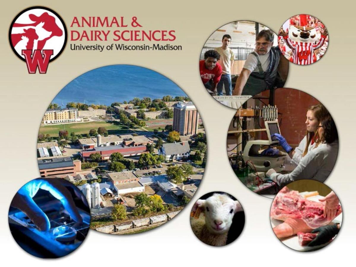Animal and Dairy Sciences montage