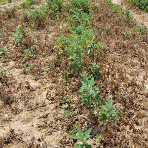 Dense clusters of tall weeds