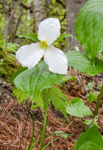 Trillium flower