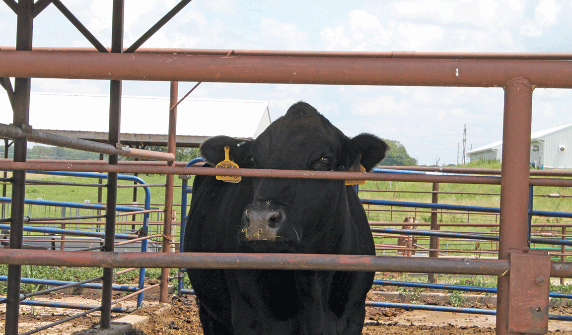 cow in hot weather