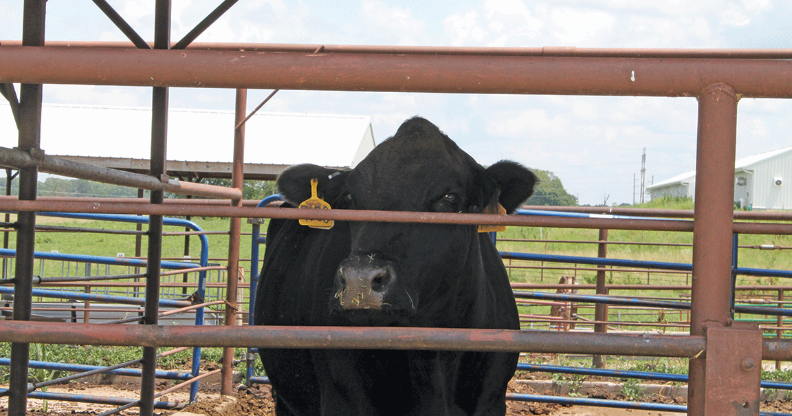 cow in hot weather