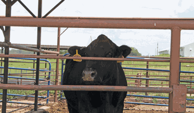 cow in hot weather