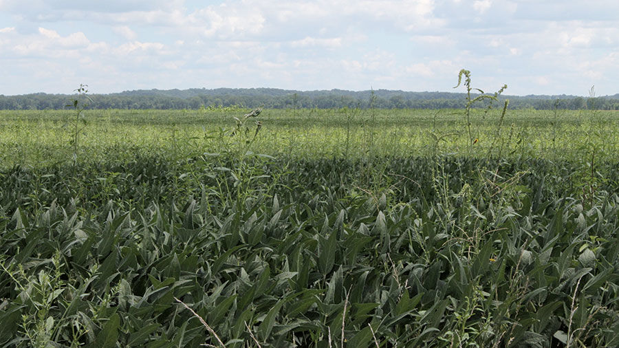 List attempts to regulate problem weeds