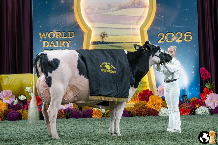 Supreme Champion Cow of Junior Show 2