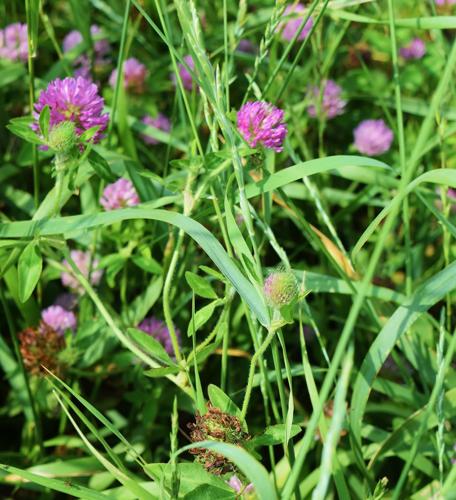 Red clover interseeded with Kernza