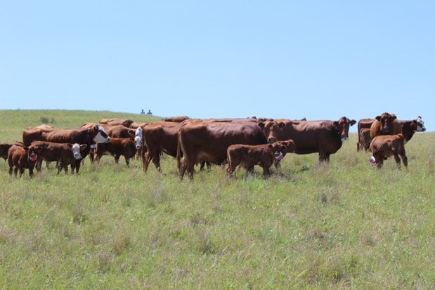 Cattle behavior study