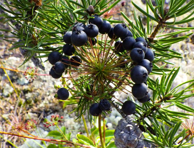 Sarsaparilla berries