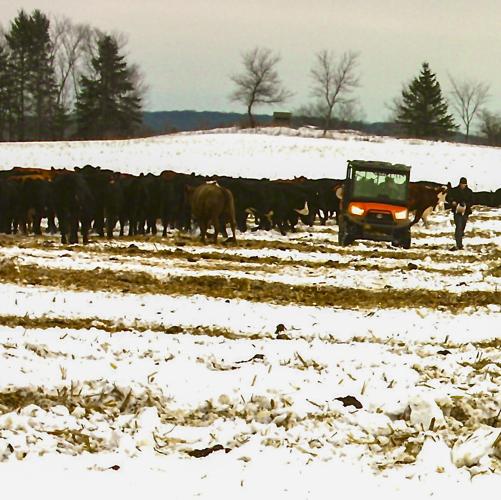 Forage accessed