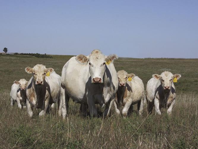 Cattle Theft Prevention (1).jpg