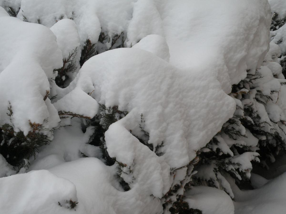 Snow and plants the benefits and disadvantages