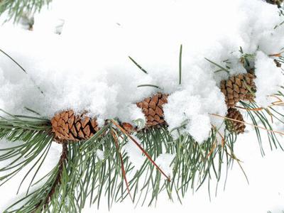 Pinecone Grouping in Snow