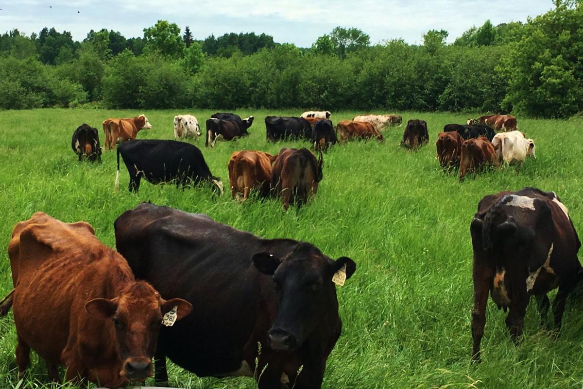 Cattle grazing