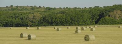 Hay bales in field