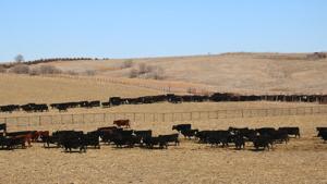 Nebraska grazing exchange strengthens producer connections, supports livestock resilience