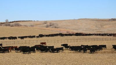 Grazing Exchange