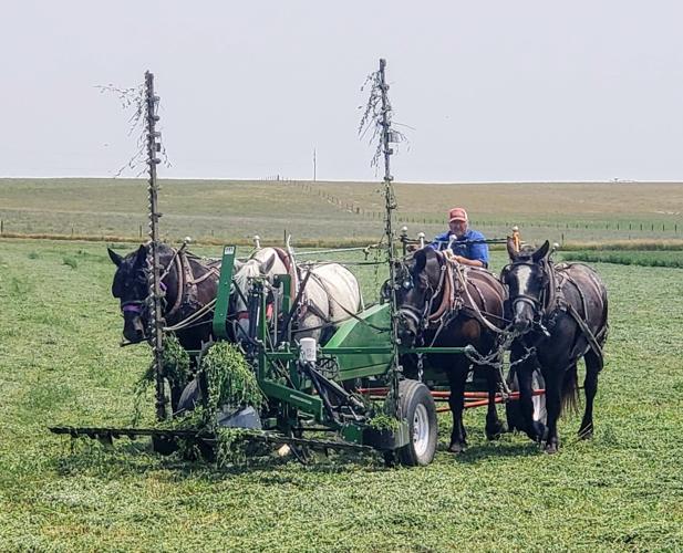 3 bob (stallion at the time), grace, joy, ruth.jpg