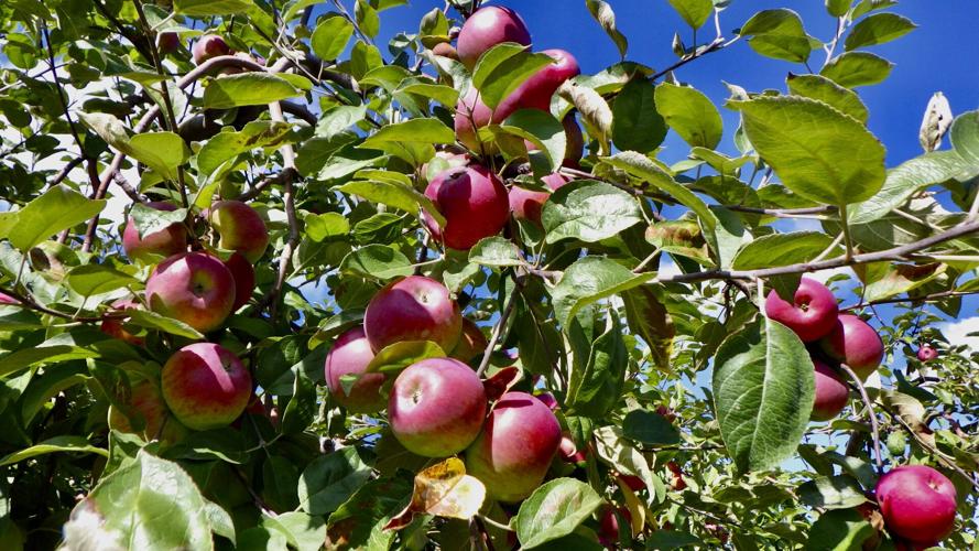 Apples