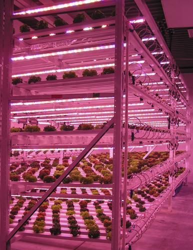 Plants grow indoors vertically