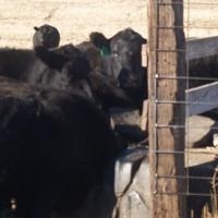 Cattle in drought conditions