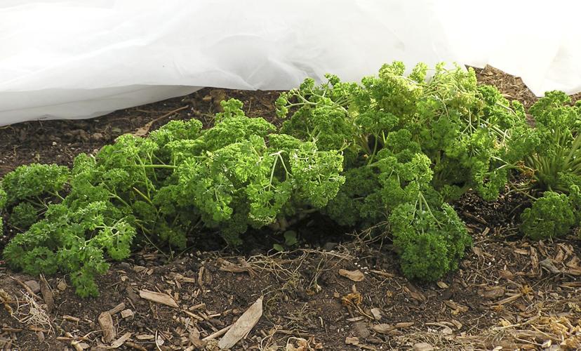 Parsley