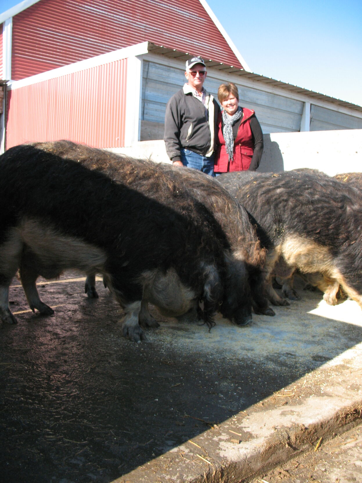 Mangalista hogs (1).JPG