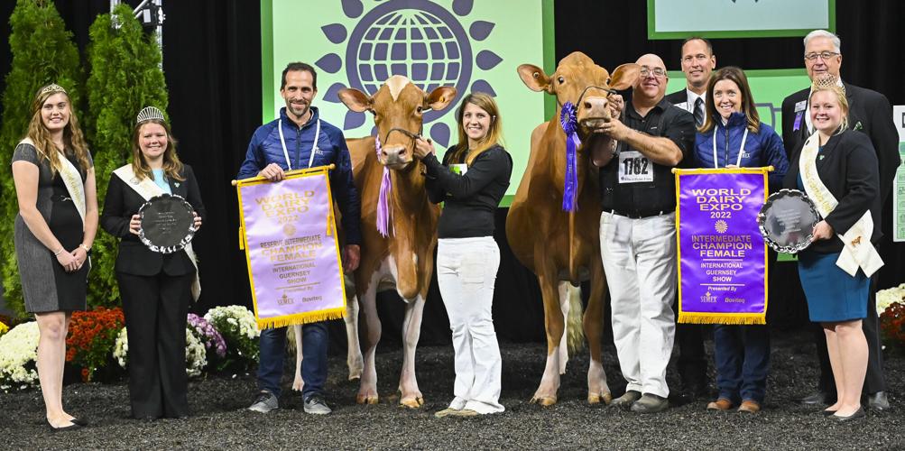 Intermediate grand champion and reserve champion of 2022 Guernsey show