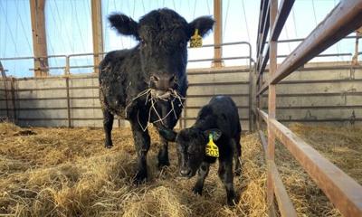 Calf ionophores