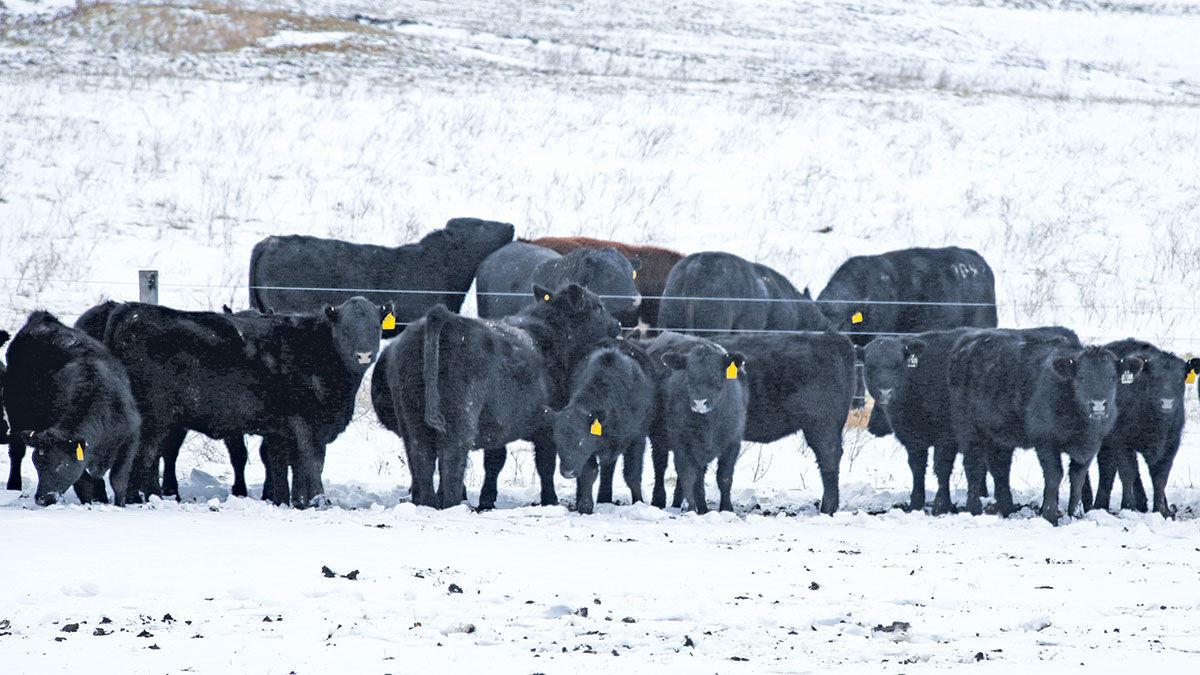 Winter cattle herd health