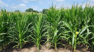 U.S. growers face cost challenges