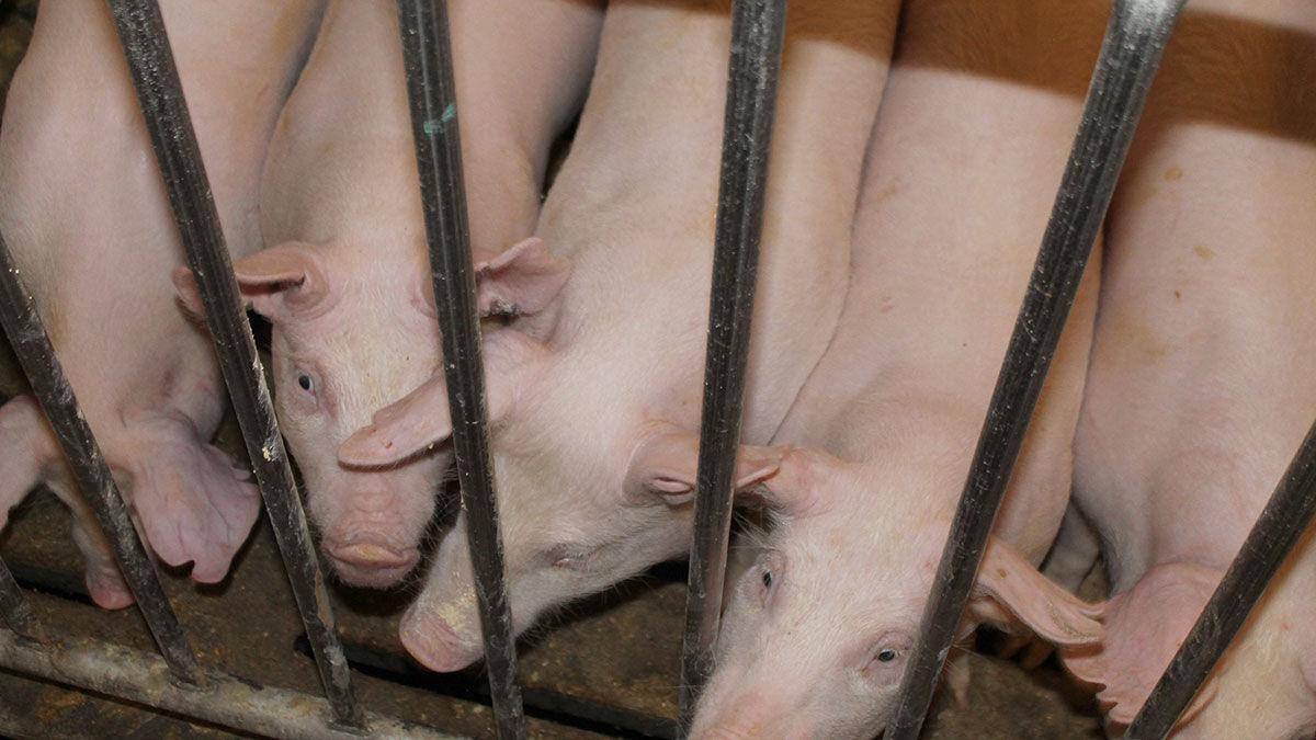 Pigs in building
