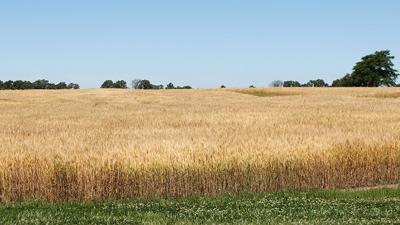MO Wheat