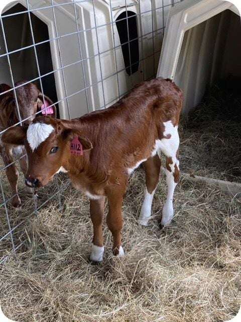 Climate-smart Cows Could Deliver More Milk