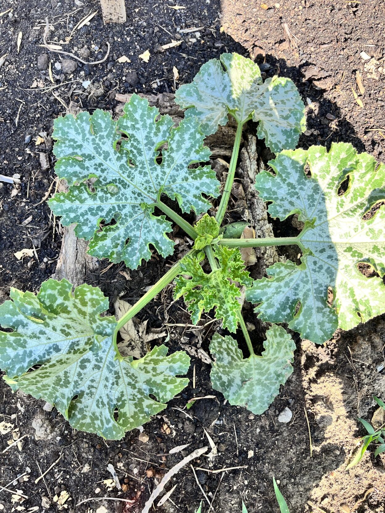 Brazil native 4.JPEG