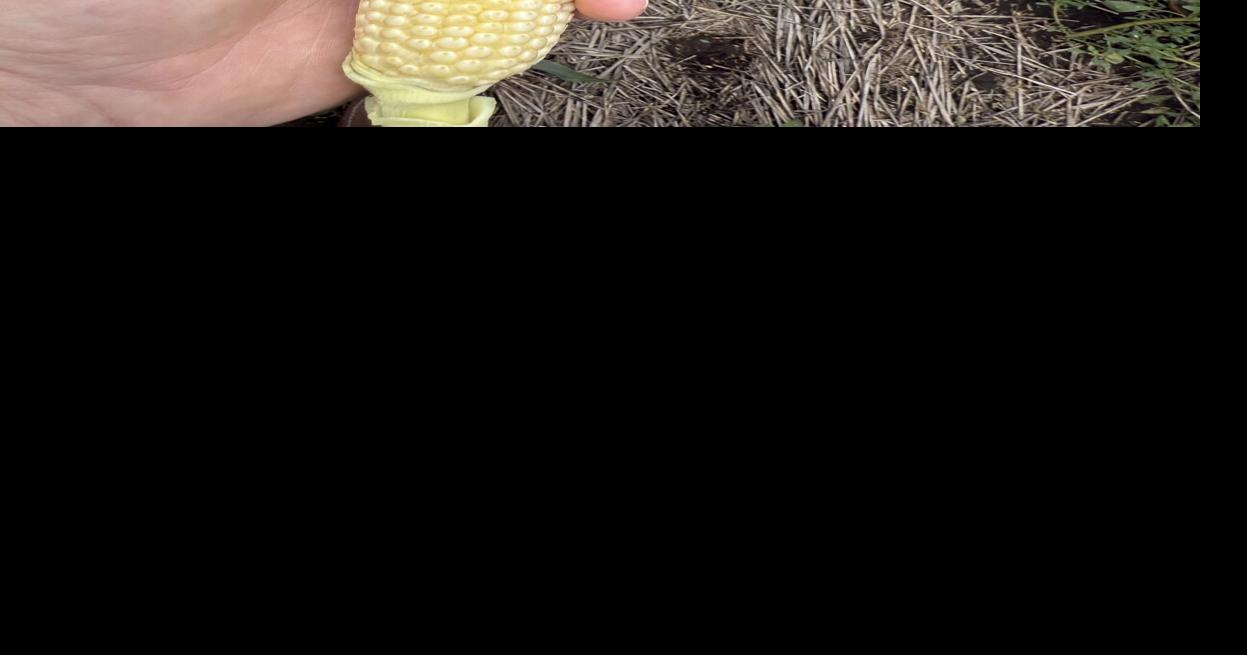 CW Holzwarth (4).jpg