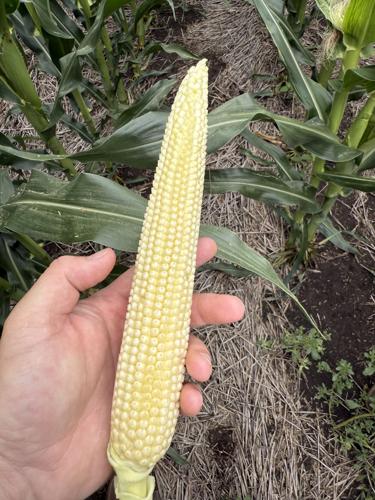 CW Holzwarth (4).jpg