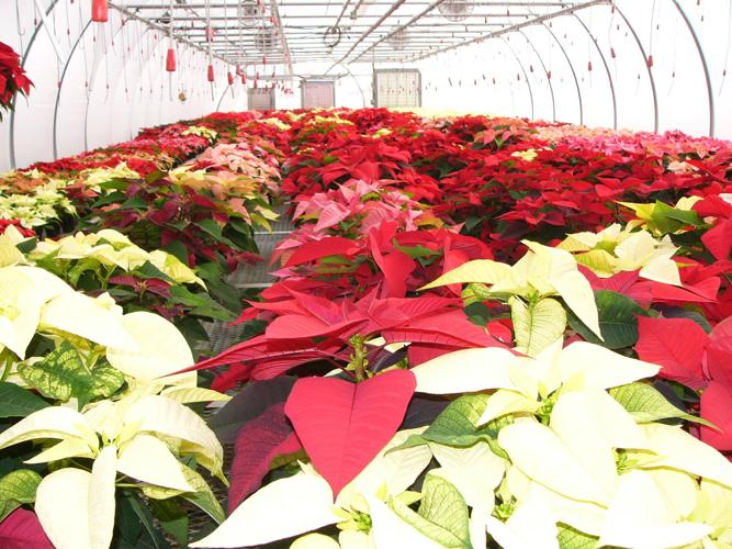 Greenhouse packed with poinsettias