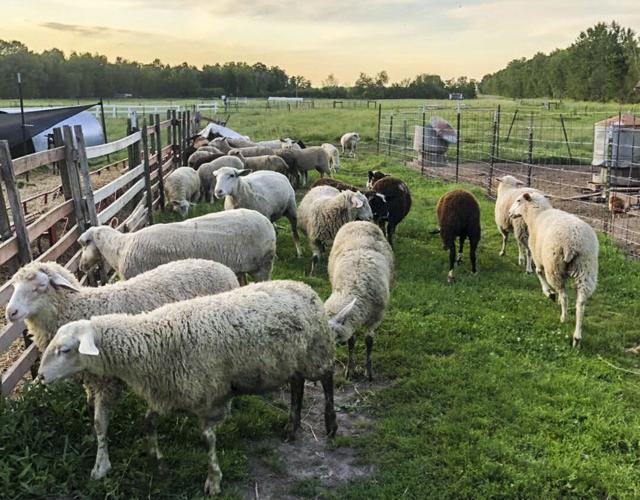 Flock of sheep at Maple Hill Farm