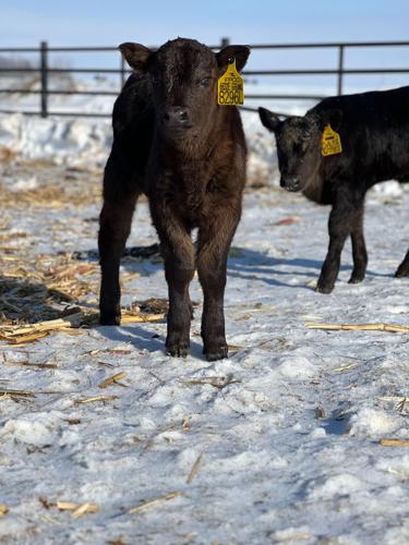 Five Pine Cattle Co. calf
