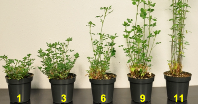 Select right variety based on survival, dormancy