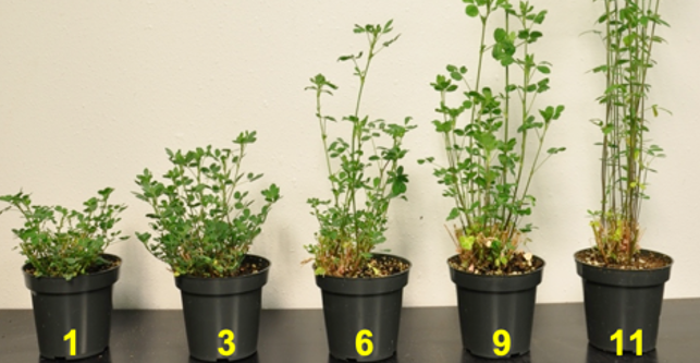 Fall dormancy alfalfa