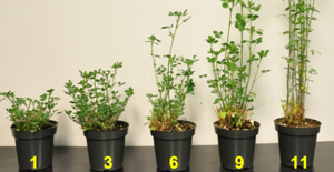 Fall dormancy alfalfa