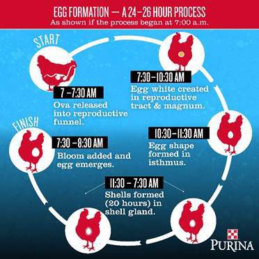 Egg formation chart