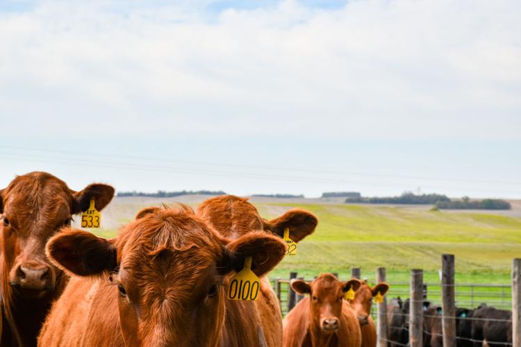 Heifer development 2.jpg